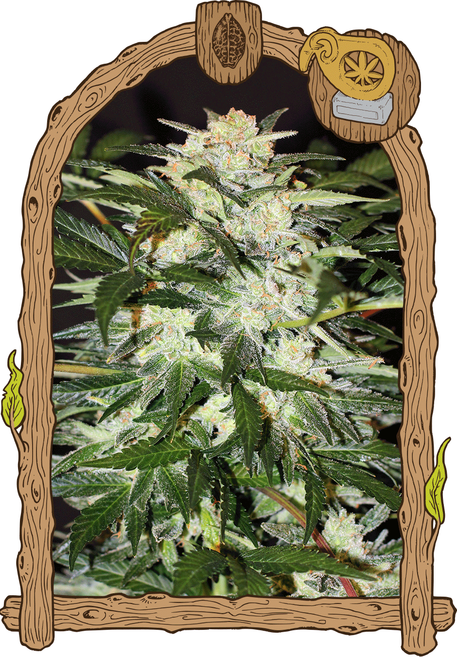 Monster Strain Monster Mash