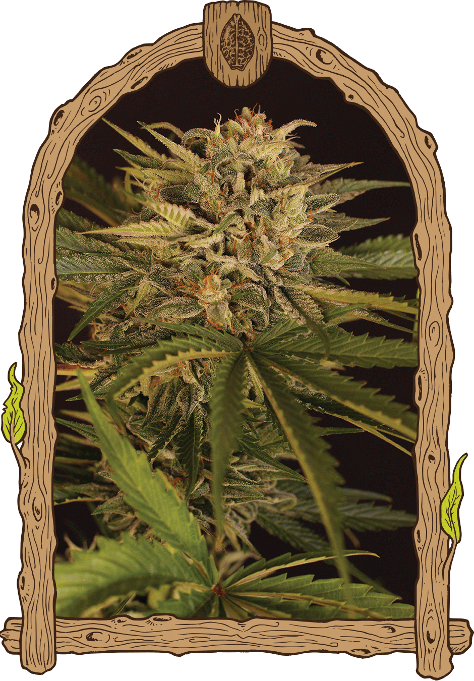 dr greenman CBD weed grow seeds hemp 