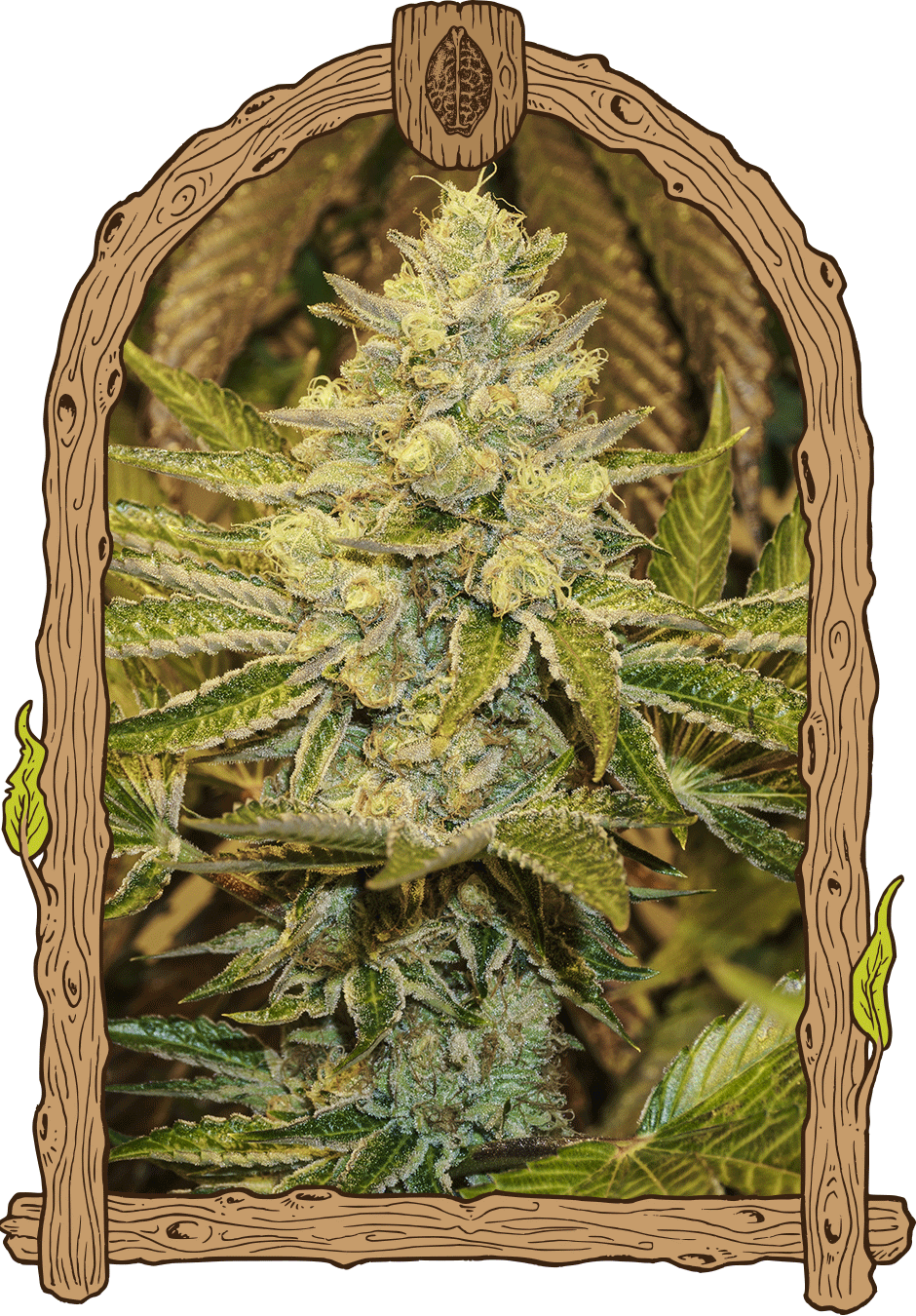 Exotic Animal Strain