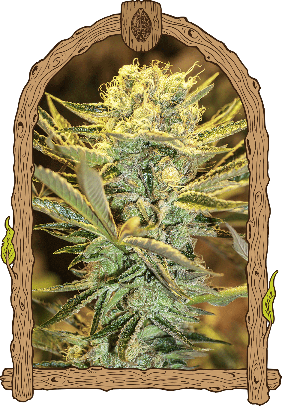 Hippieberry Berry strain