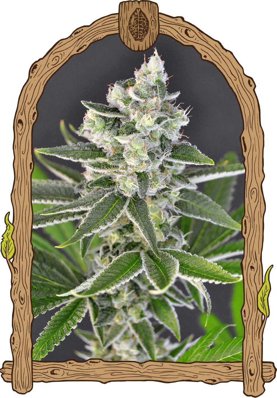 Pink strain