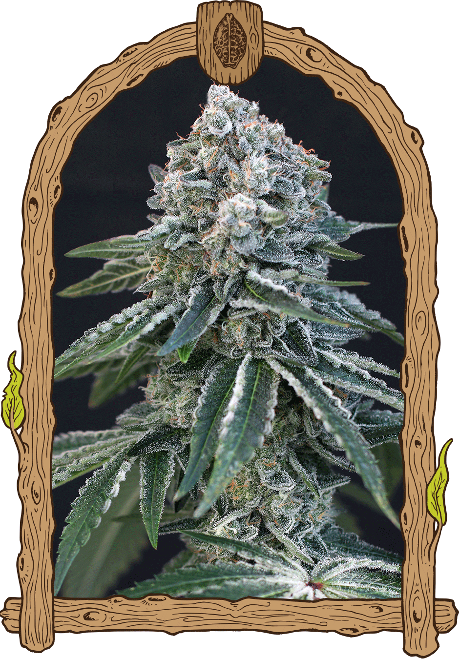 death roll cannabis strain