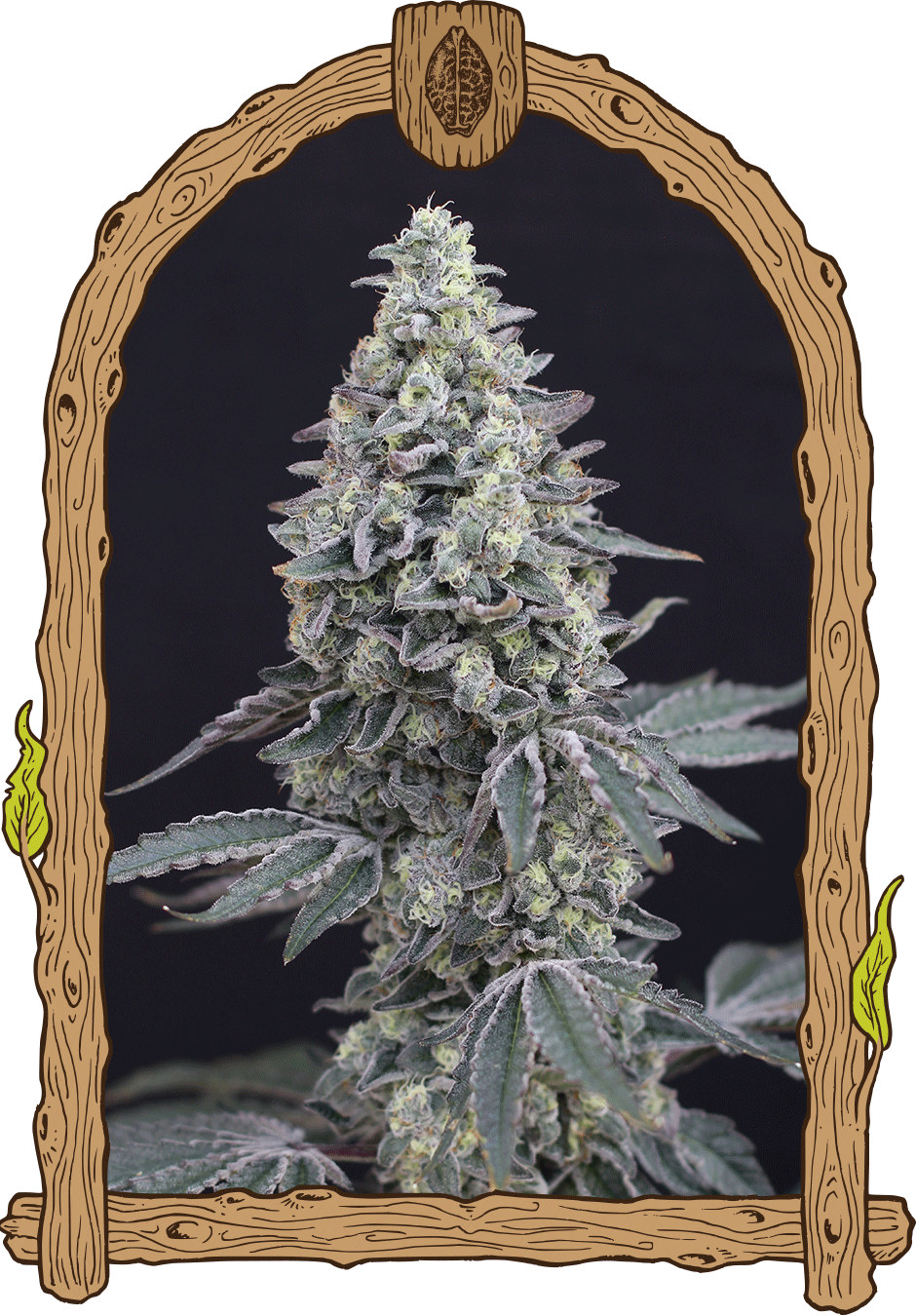 georgia cream auto strain