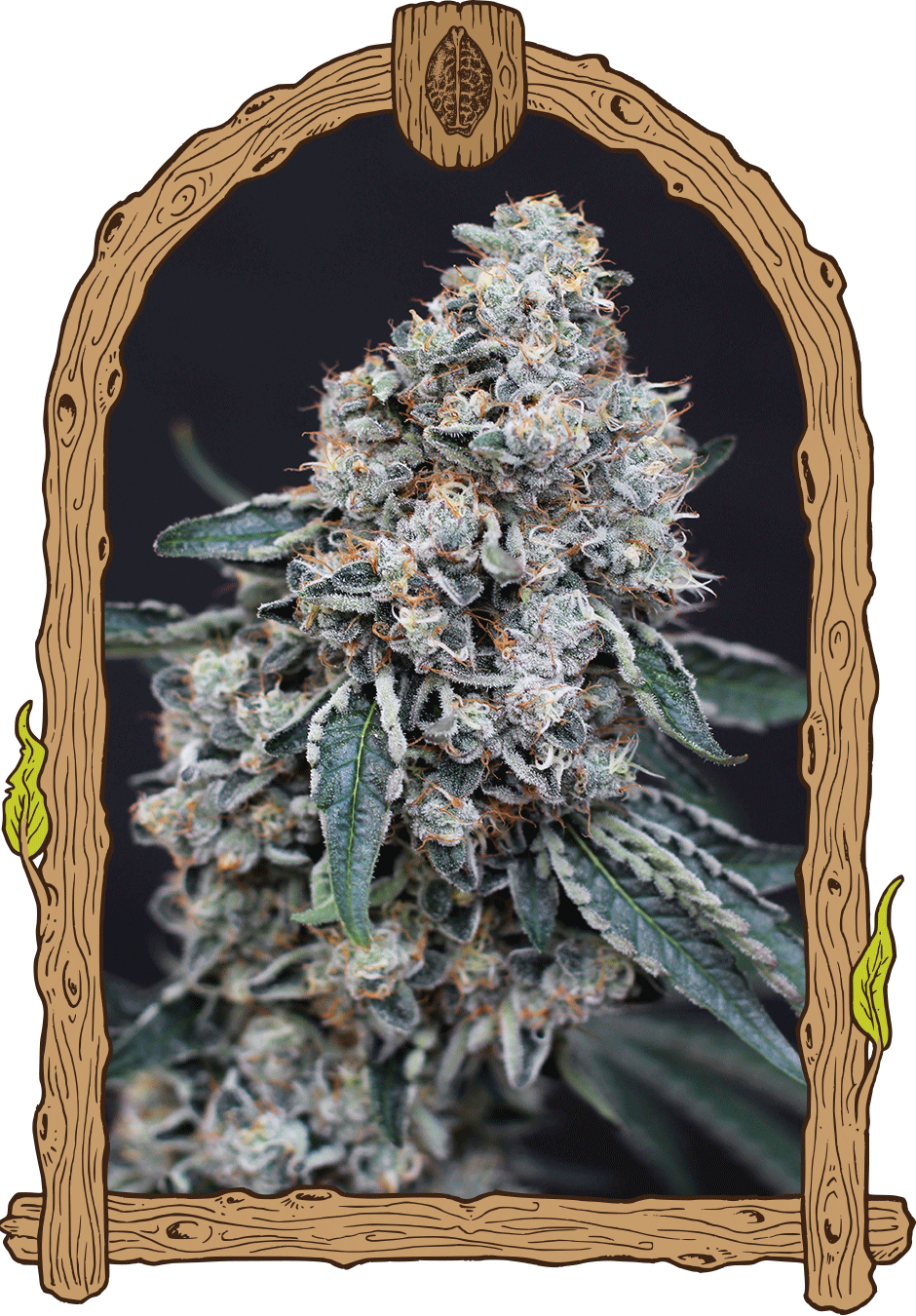 quick wash strain exoticseed