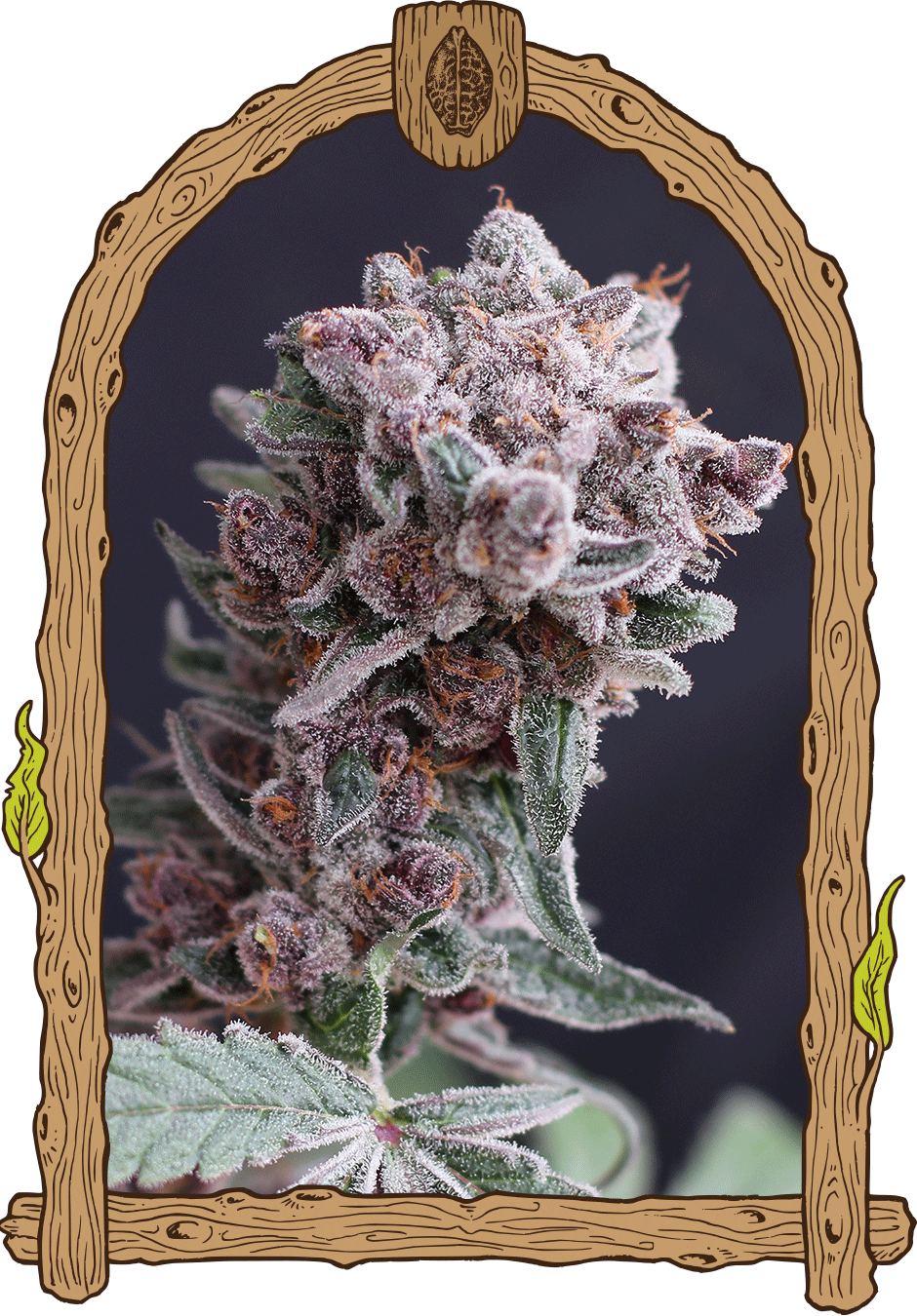 Tangiesmasher Auto strain