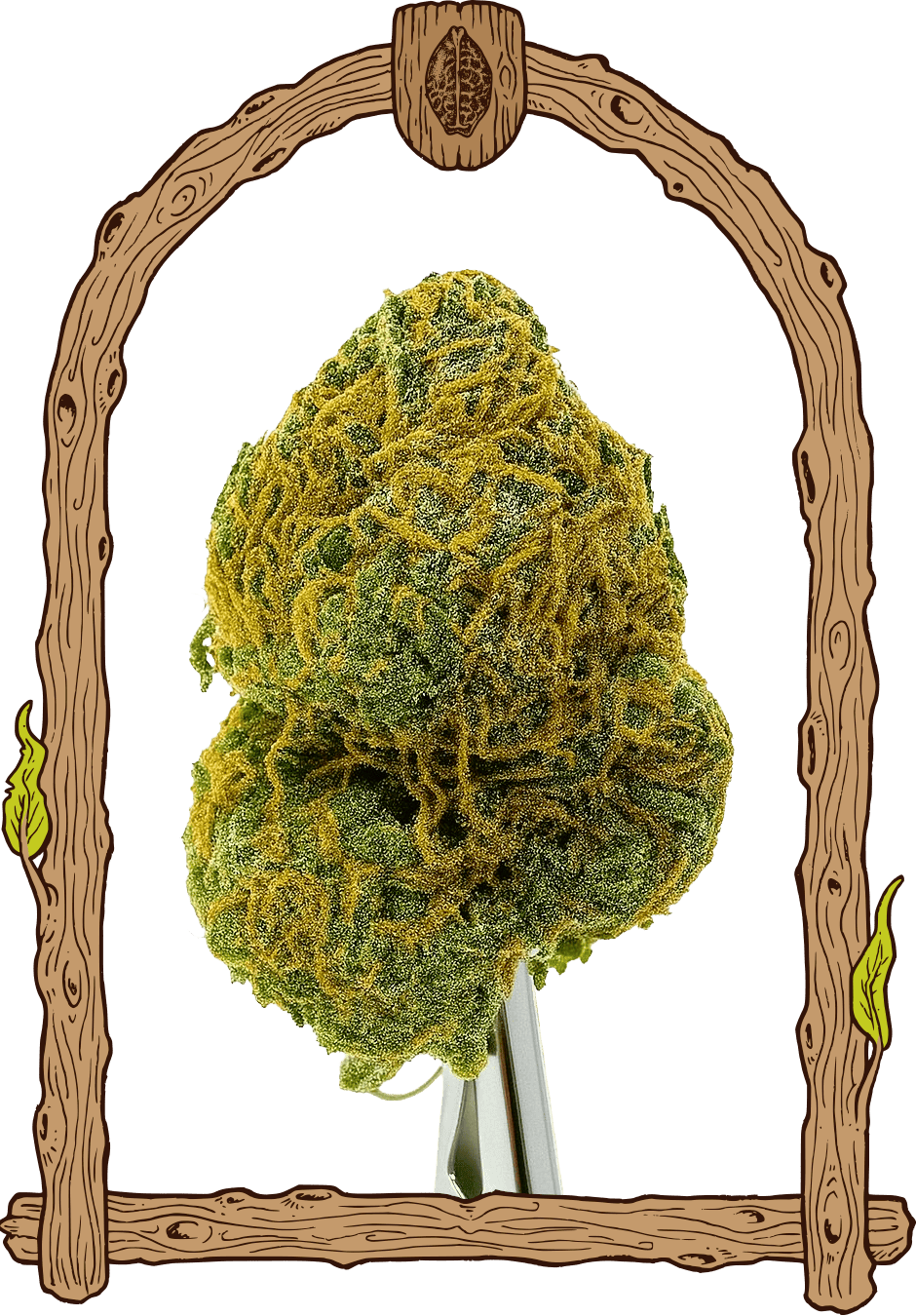 biscotti strain dry bud