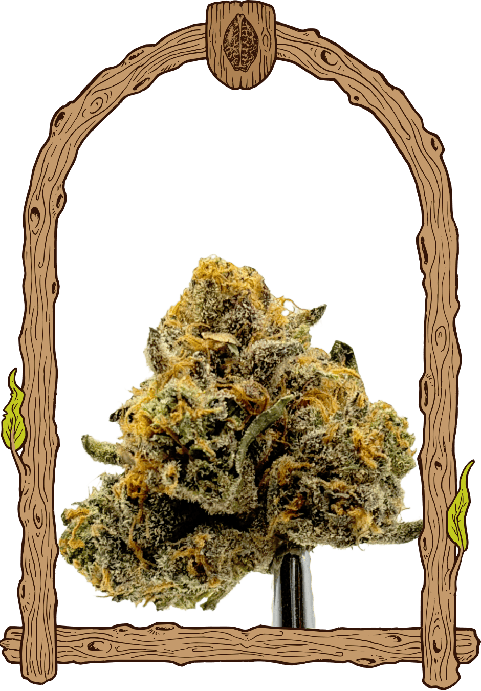 malasana cookies dry bud