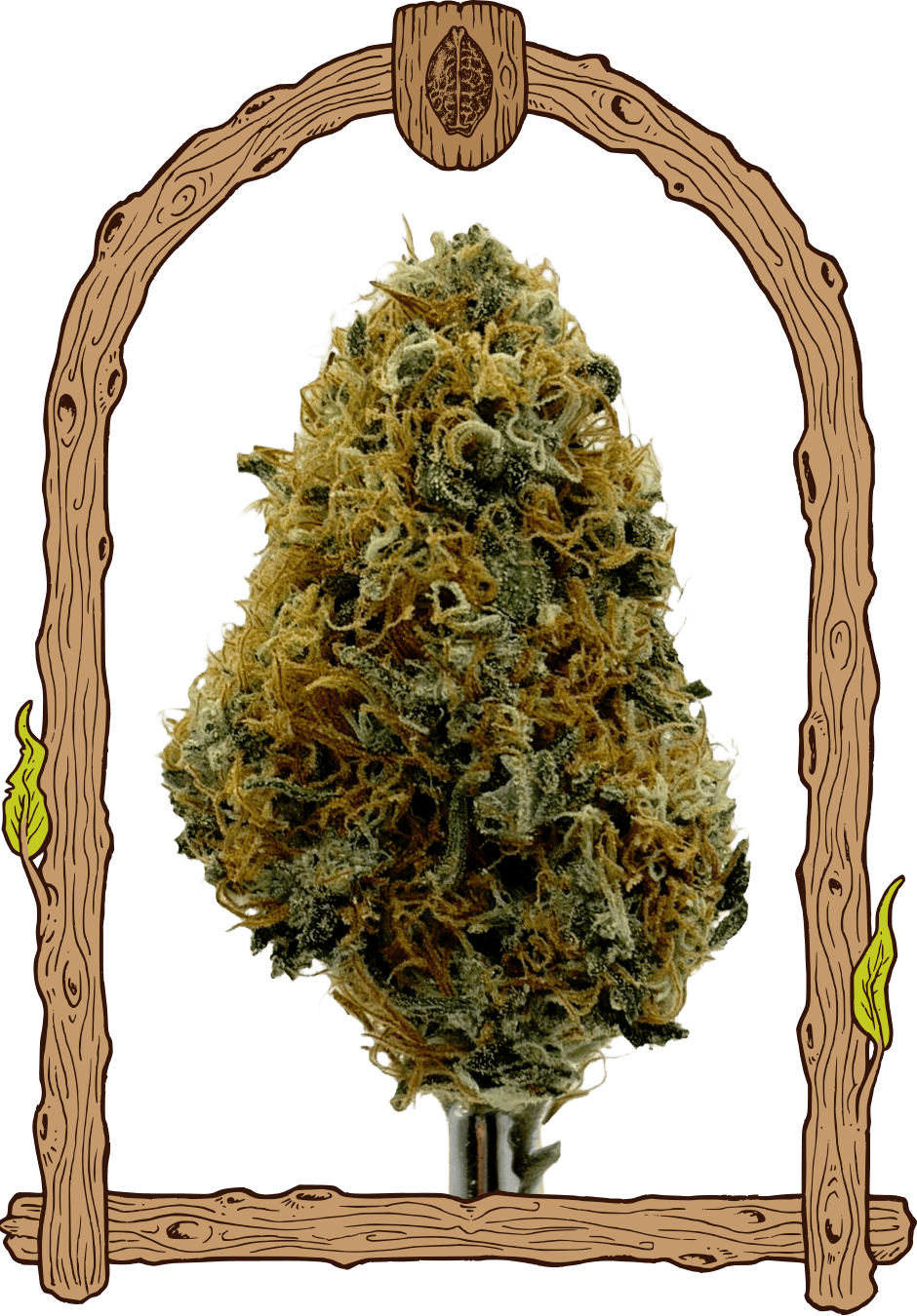 mango cream dry bud
