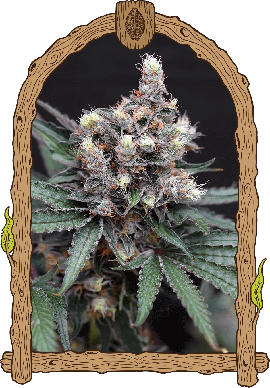 BLACKNANA REGULAR