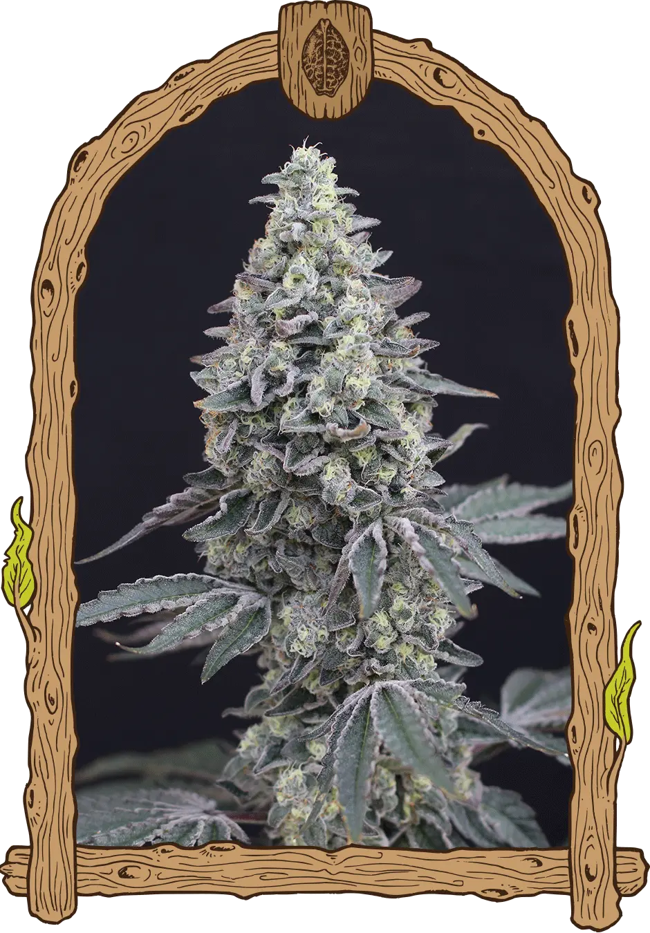 GEORGIA CREAM AUTO