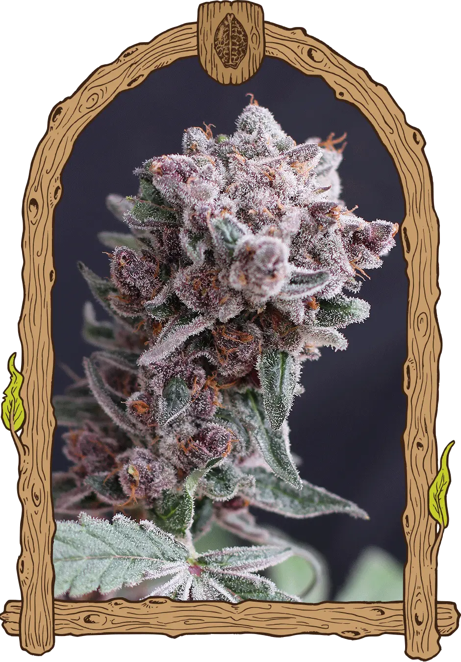 TANGIESMASHER AUTO