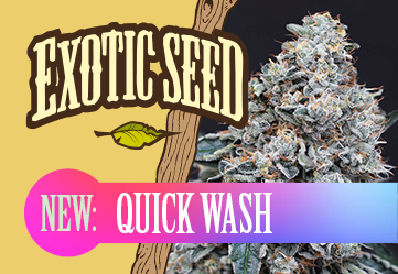 quick wash strain