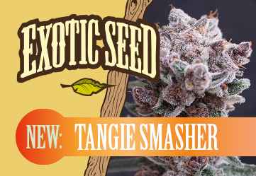 tangie smasher auto strain