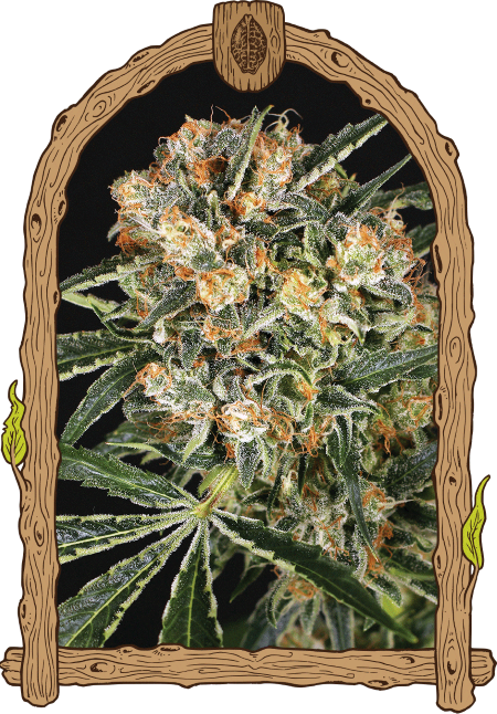 Hippie-Therapie CBD