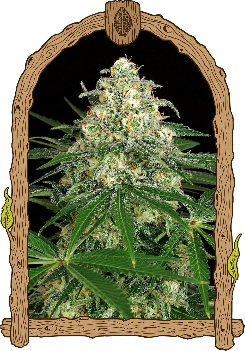 flower strain bud exotic seed