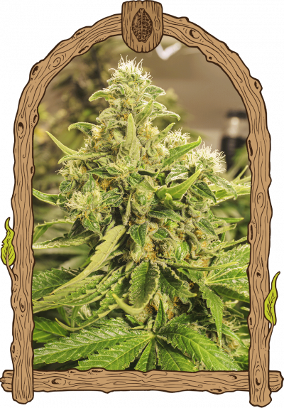 picture weed strain exotic animal 