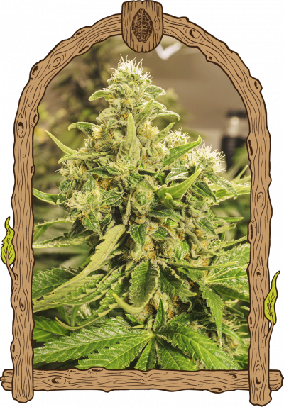imagen de una variedad de marihuana, un animal exótico