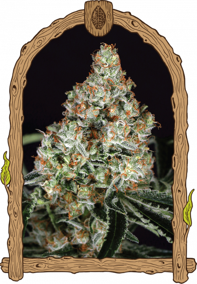 variedad de marihuana og kush