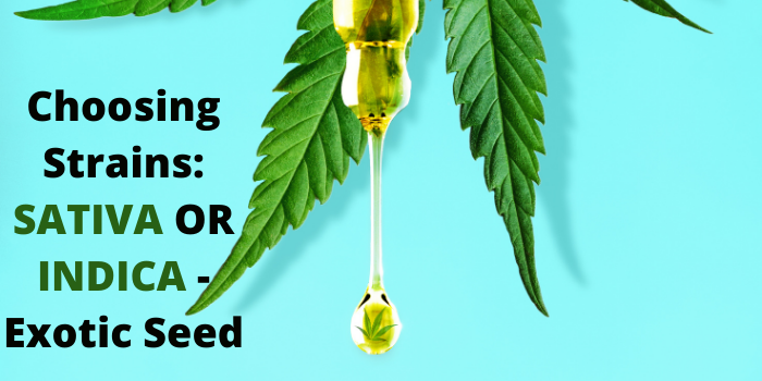 Cepas de imagen: elige sativa o indica