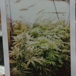 Tangerine strain photo 1