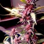 Lemon auto strain photo 1