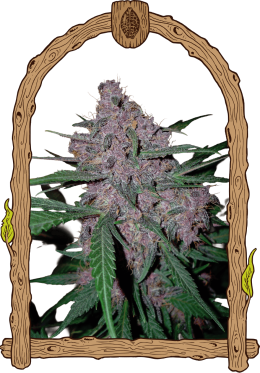 Exoticseed x Penkiller