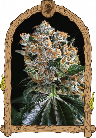 Malasana Exotic lemon cookies strain