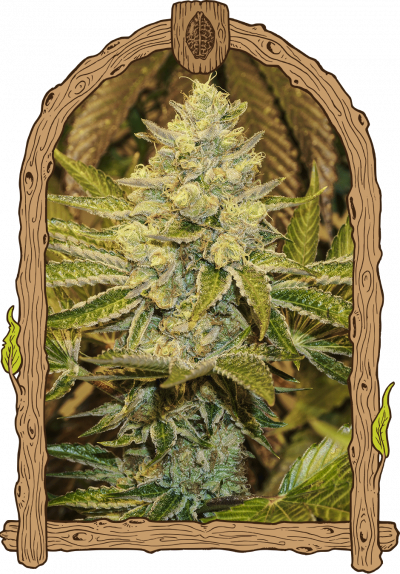 Exotic Animal Strain