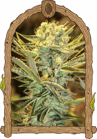 Hippieberry Berry strain