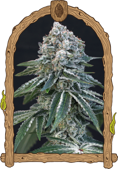 death roll cannabis strain