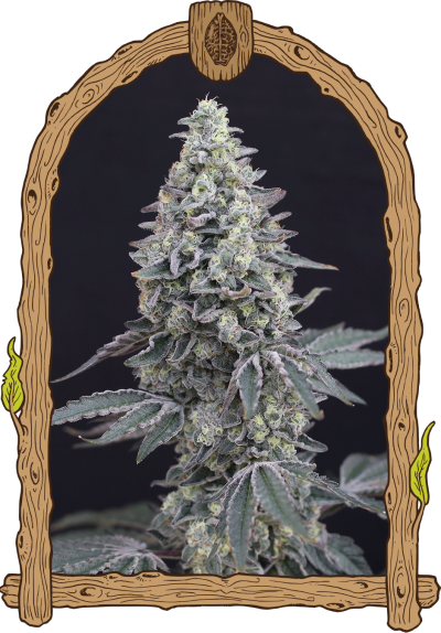 georgia cream auto strain