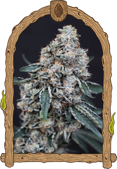 quick wash strain exoticseed