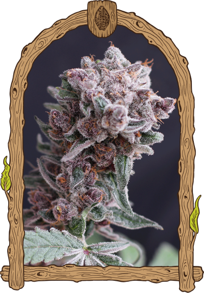 Tangiesmasher Auto strain