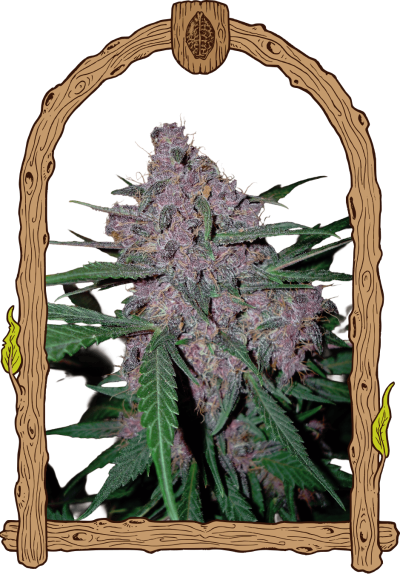 Exoticseed x Penkiller