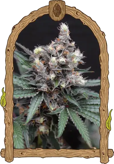 BLACKNANA REGULAR