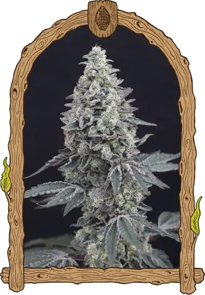GEORGIA CREAM AUTO