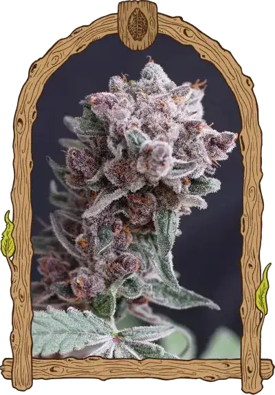 TANGIESMASHER AUTO
