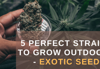 Perfect Strains to Grow Outdoors - Exotic Seed