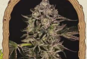 quick sherbet bud cannabis flower 