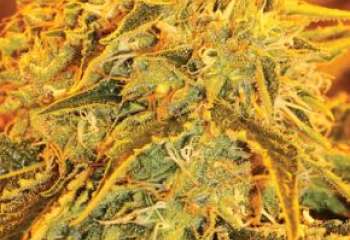  bud cannabis flower Herz OG