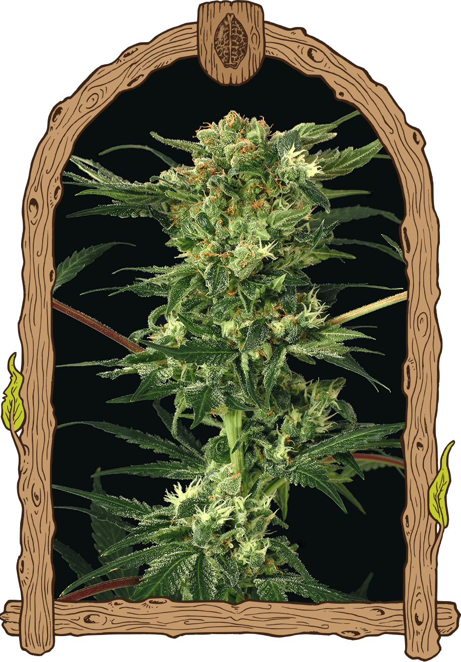 devilkush_940x1350 devilkush_940x1350
