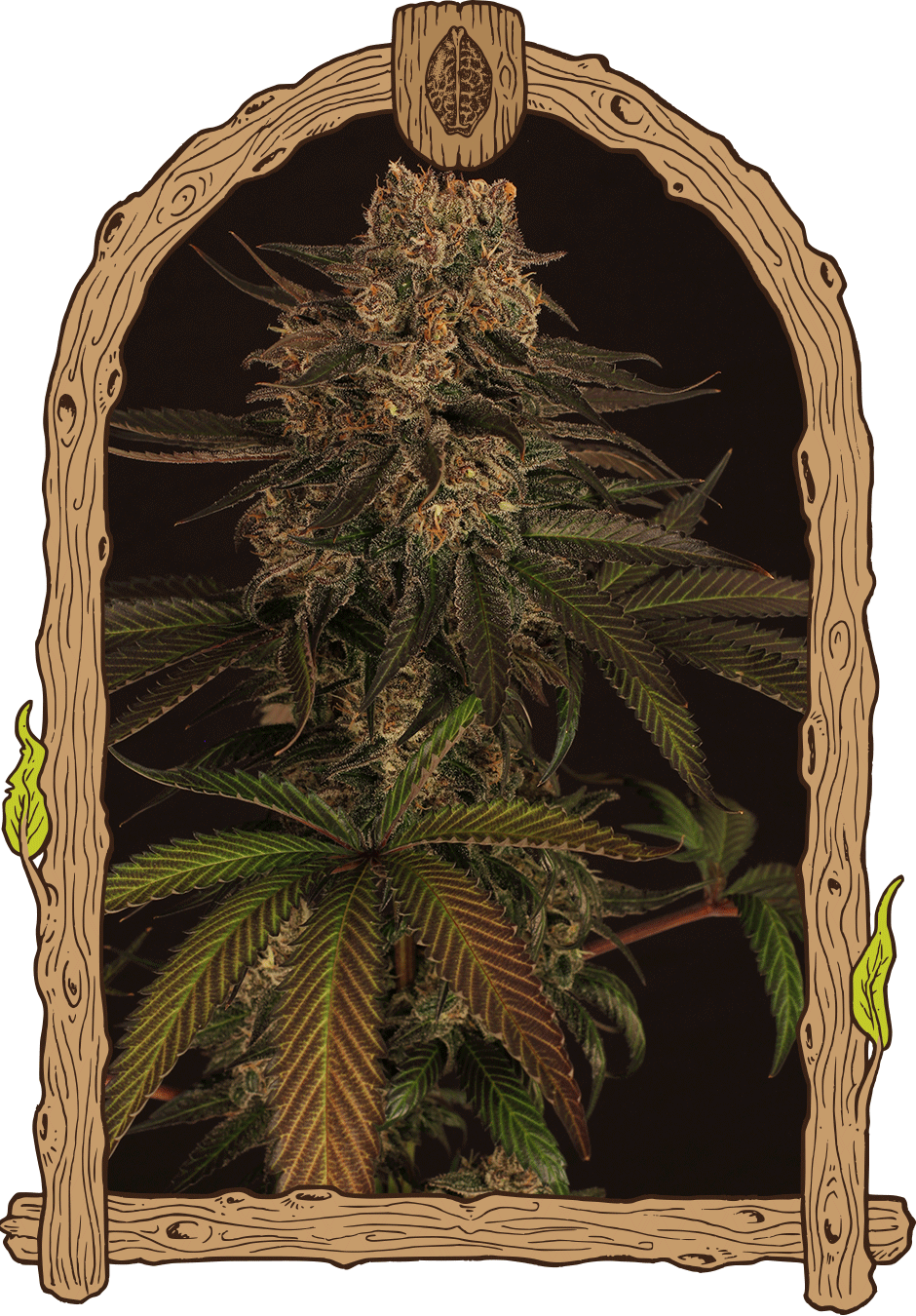 exoticcolours_woodenframe_940x1350 exoticcolours_woodenframe_940x1350