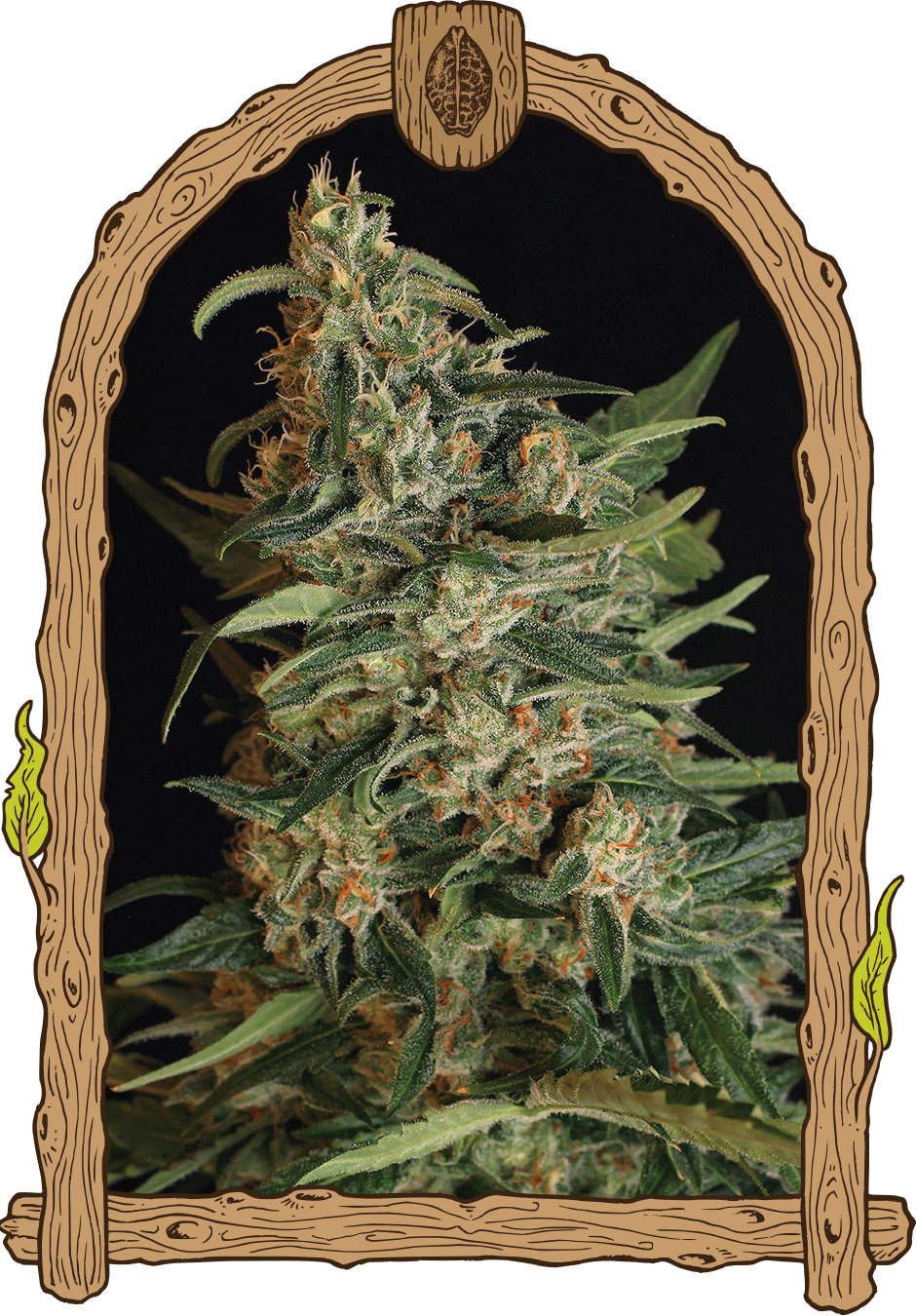 greengummy_b_940x1350-1 greengummy_b_940x1350-1