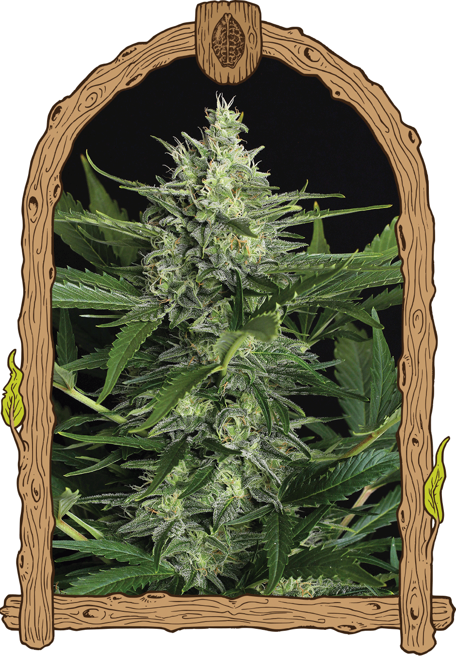 greengummyauto_940x1350-1 greengummyauto_940x1350-1