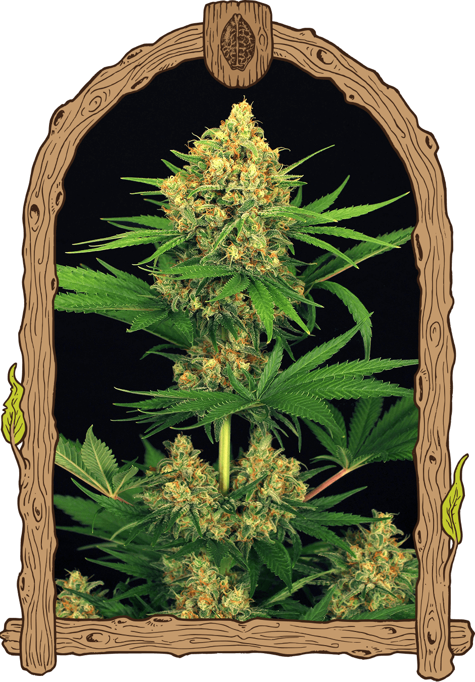 tangerinekush_940x1350 tangerinekush_940x1350