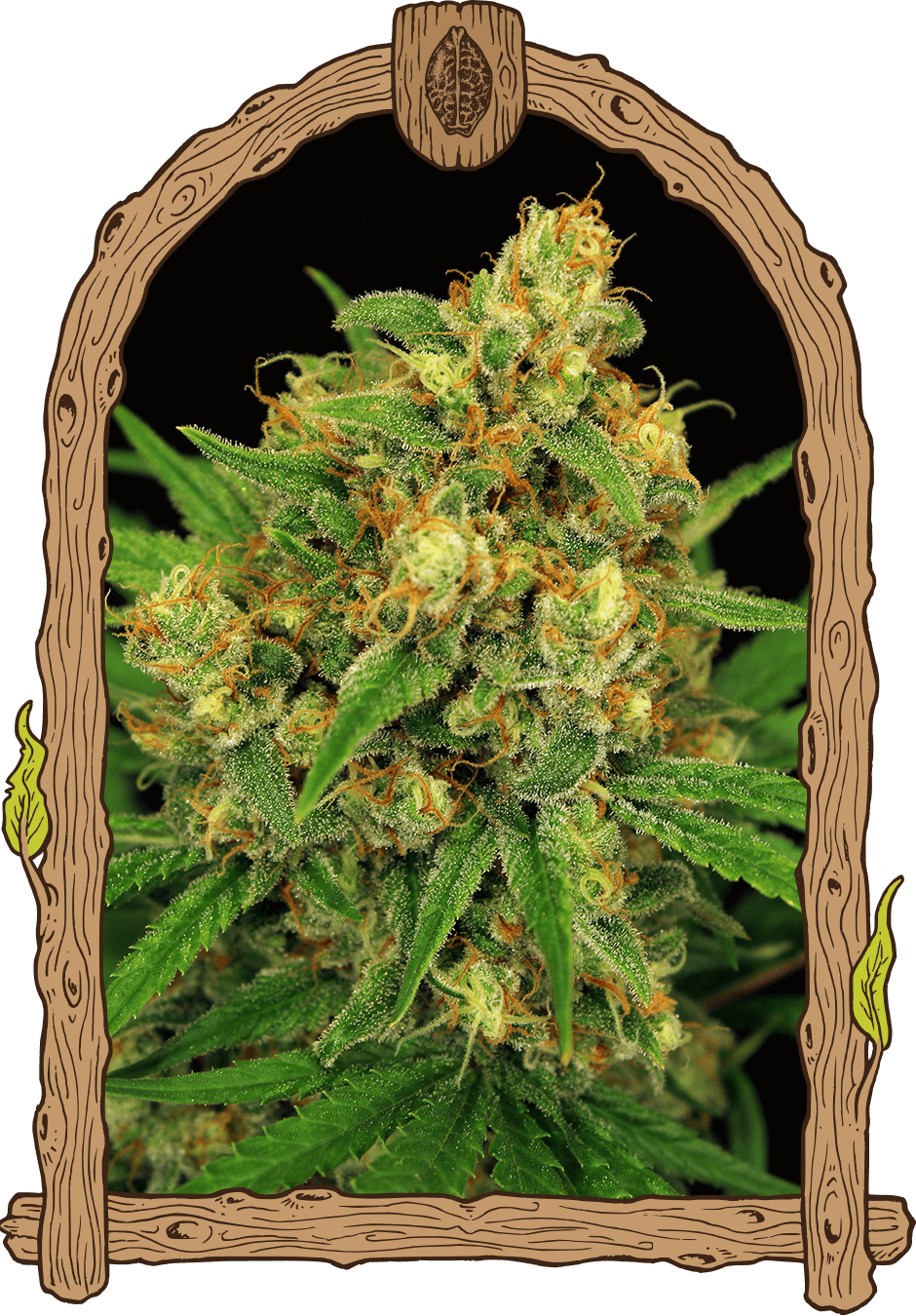 tangerinekushregular_940x1350 tangerinekushregular_940x1350